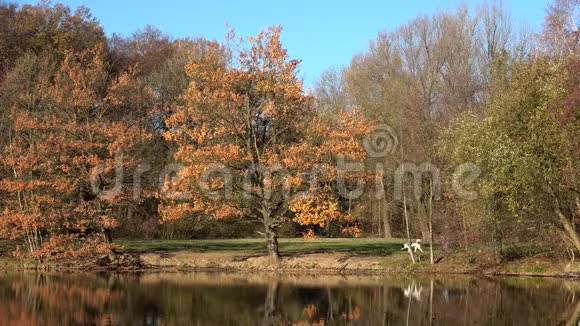 人们在阳光明媚的日子和狗在秋天公园散步在湖边视频的预览图