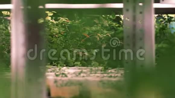 现代农业生长在绿色房子里的植物温室中的树苗视频的预览图