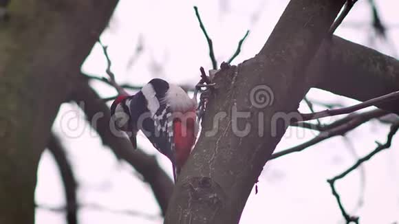白色自然背景下啄木鸟坐在树干上的褪色肖像视频的预览图