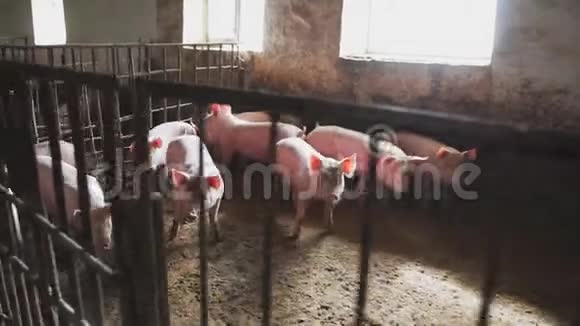 家里的小猪村子里农场里的猪视频的预览图