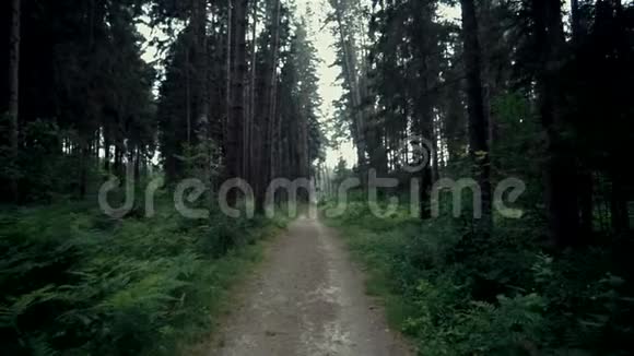 森林电影景观视频的预览图