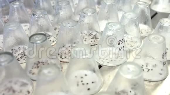 在试验实验室玻璃器皿中种植幼苗发芽的植物芽视频的预览图