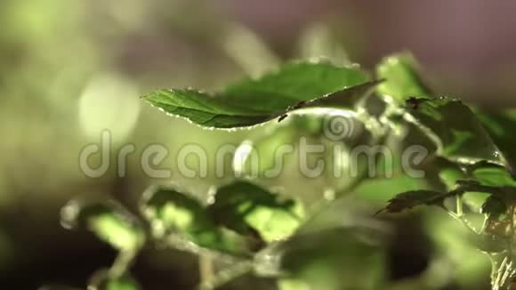 阳光下植物的绿叶绿色植物叶子生长在森林里视频的预览图