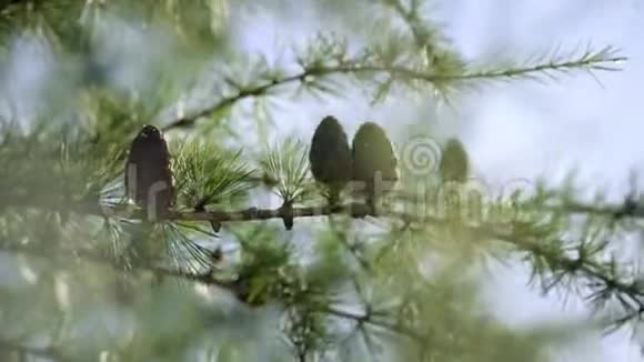 在森林中生长的落叶松上有种子锥和针叶的枝条视频的预览图