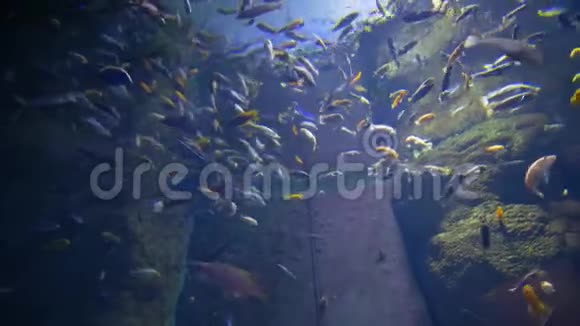 许多美丽的鱼在阳光的背景下在水族馆游泳视频的预览图