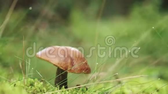 具有天然绿色背景的森林特写蘑菇木质食用蘑菇视频的预览图