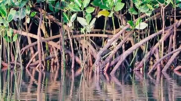 河上的红树林里有一点灰色的苍鹭在野外射击散步看着鱼照相机视频的预览图