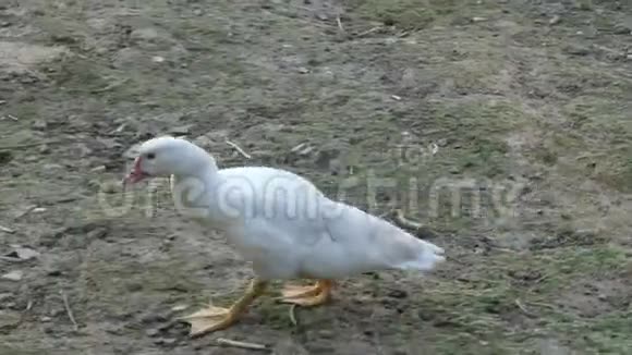 家里的鸭子跑视频的预览图