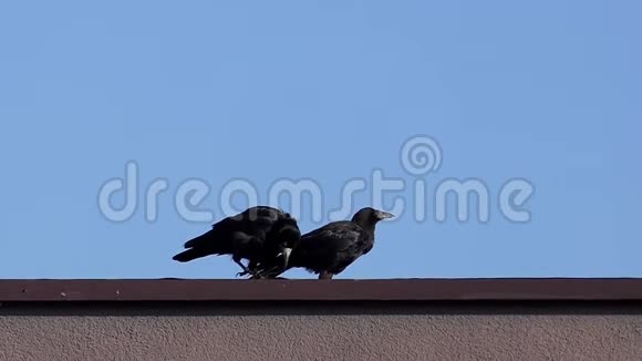 两只乌鸦坐在屋顶上在阳光明媚的一天在懒洋洋地打扫它们的嘴视频的预览图