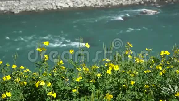 嫩黄色的花朵翠绿的叶子在翠绿的山河背景上绽放视频的预览图