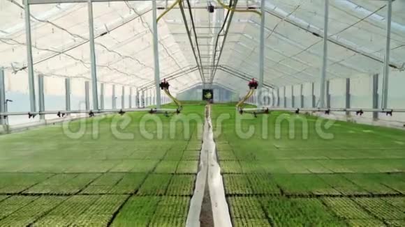 工业农业生长在大型工业温室内的一排排植物视频的预览图
