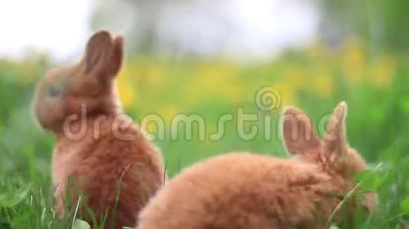 小红兔在草地上驰骋视频的预览图
