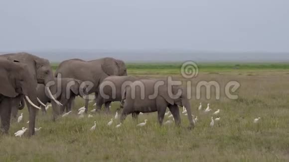 非洲大草原草原草原上大草原野生大象与小食草视频的预览图