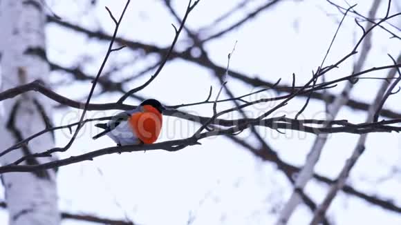 一只雄牛雀鸟坐在桦树树枝上环顾四周视频的预览图