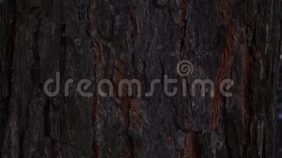 森林中带有褐色浮雕树皮的松树树干的特写视频的预览图
