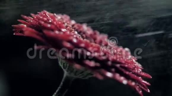 近景红菊滴花洒视频的预览图