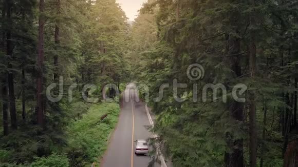 日落时汽车在森林中行驶视频的预览图