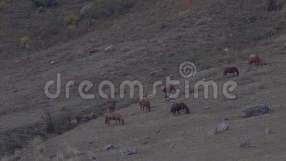 在灰色山坡上放牧的成群的马视频的预览图