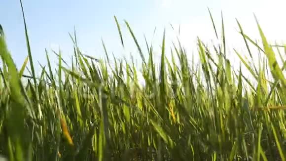 绿草在田野上的风中摇曳视频的预览图