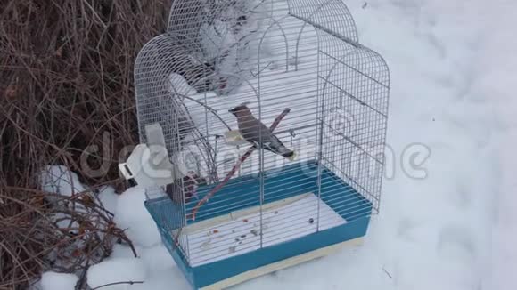 雪下废弃的鸟笼视频的预览图