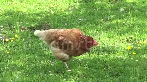 草地上的小鸡英译汉视频的预览图
