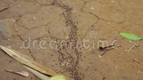 很多黑蚂蚁在热带森林里活动蚂蚁的入侵概念危险昆虫概念视频的预览图