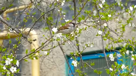 饥饿的麻雀吃树上的花视频的预览图