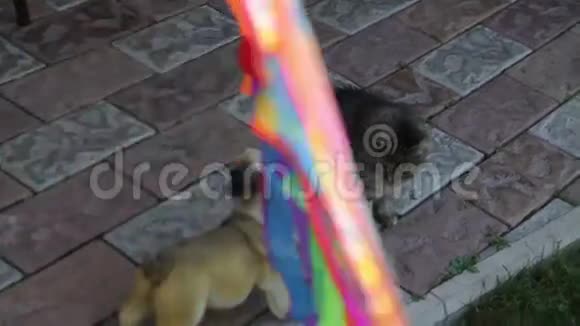 猫和风筝视频的预览图