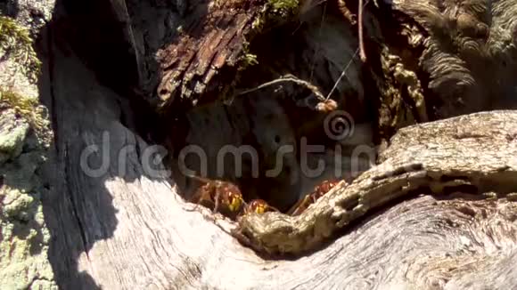黄蜂飞到它们的巢里视频的预览图