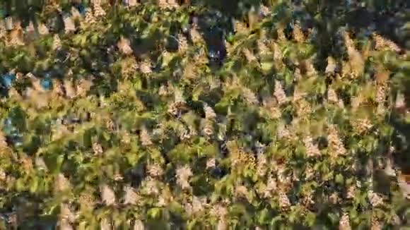 红毛虫春天背景下盛开的栗子视频的预览图