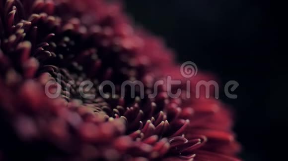 宏观侧视淋浴水滴落在红色花瓣上视频的预览图