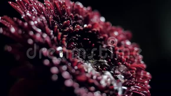 宏观侧视水滴落在红酒红花上视频的预览图