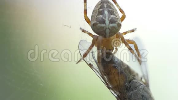 花园蜘蛛捕捉和吃苍蝇视频的预览图