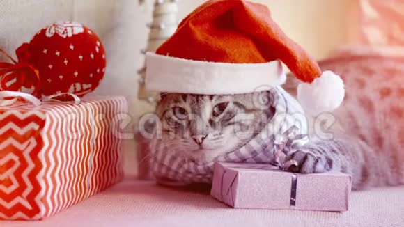 戴着圣诞帽的可爱圣诞帽躺在礼物旁边把爪子放在礼物上视频的预览图