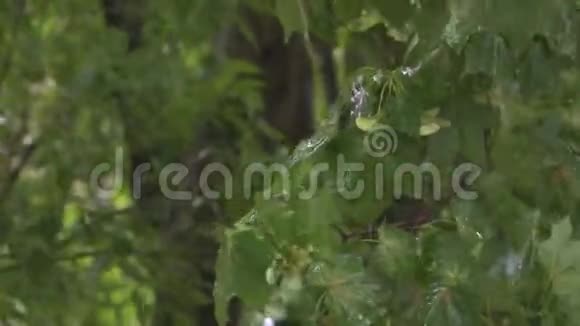 在雨天的枫树倾盆大雨时水落在树枝上秋天的天气视频的预览图