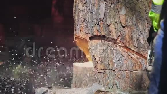 电锯割出一棵楔形的树然后掉下来视频的预览图