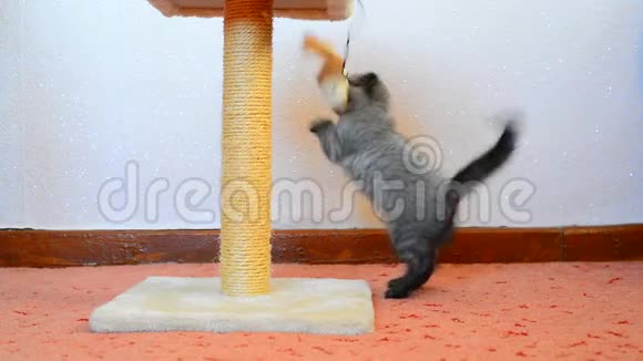 灰色的英国小猫在玩玩具和挠痒痒视频的预览图