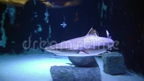 鲨鱼在海水中游泳黑尖暗礁鲨鱼海洋水族馆里的鲨鱼海上生活视频的预览图