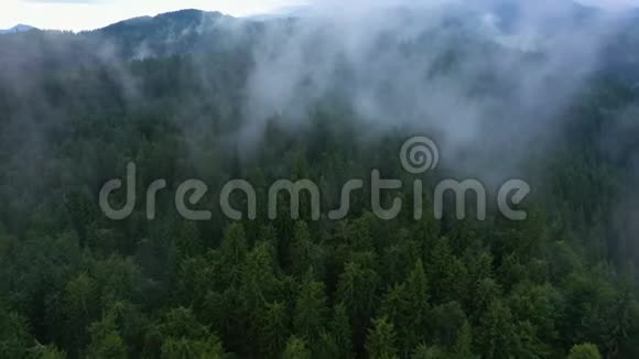 美丽的山谷和多云的傍晚松林视频的预览图