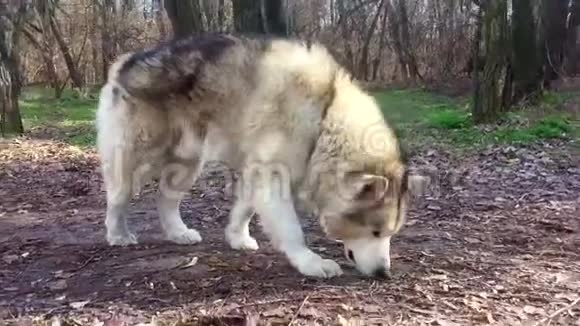 狗嗅着森林小径上的枯叶视频的预览图