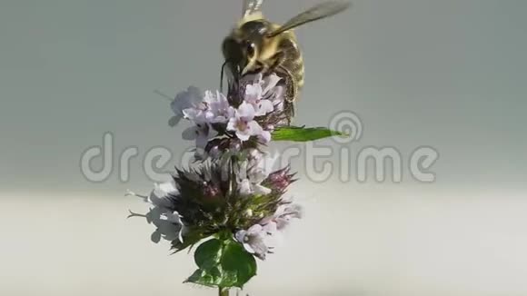 蜜蜂在白花上采集花蜜然后飞走了昆虫在树枝上授粉开花蜜蜂飞行视频的预览图