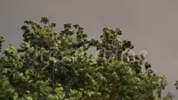 橡树和即将来临的雷雨视频的预览图