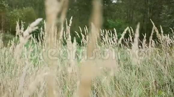 枯黄的草在田野里打转视频的预览图