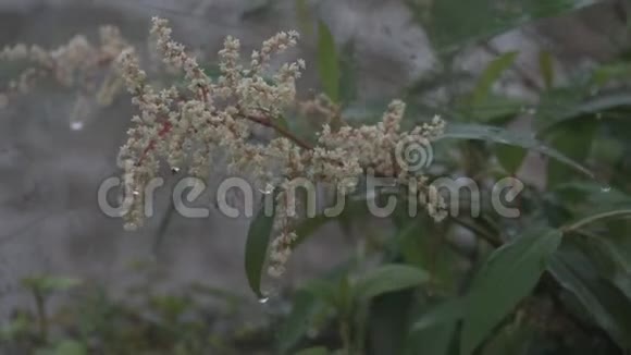 一束花被雨中的水滴淋湿了视频的预览图