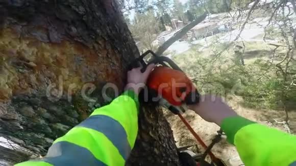 植树者在树上砍下一个结视频的预览图