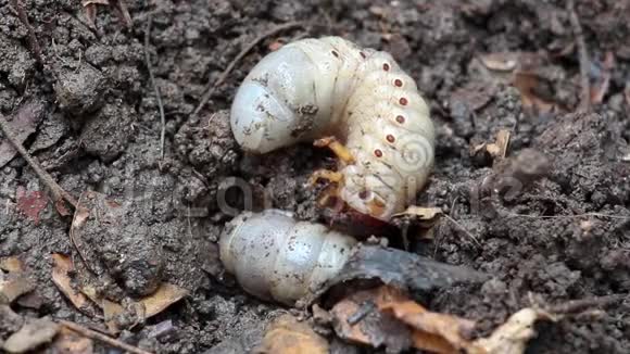 虫或犀牛甲虫生长在农业园艺的土壤中虫子作为食物吃它是好酸的视频的预览图
