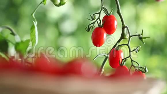 用柳条篮子手工从植物到蔬菜园采摘西红柿视频的预览图