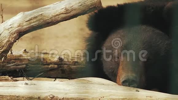 乌苏里熊躺在熊的木头上视频的预览图
