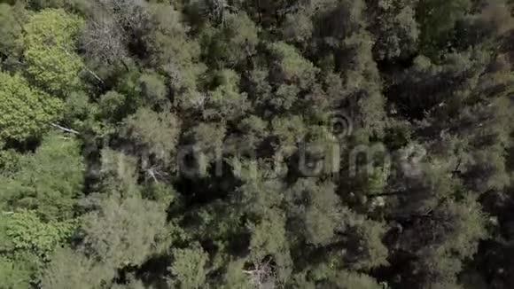 从Drone俯瞰野生森林湖空中观湖从无人机与专业相机拍照视频的预览图