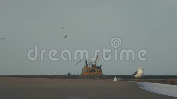 在一艘沉船的背景下海鸥在沙滩上行走视频的预览图